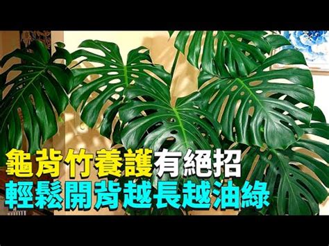 龜背芋適合放室內嗎